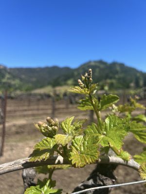 Vincent Arroyo Family Winery by null