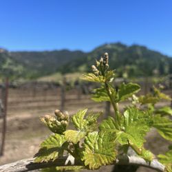 Vincent Arroyo Family Winery