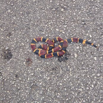 McAllister Park - Watch your feet. This one got run over. - Parks Near Me - San Antonio, Texas