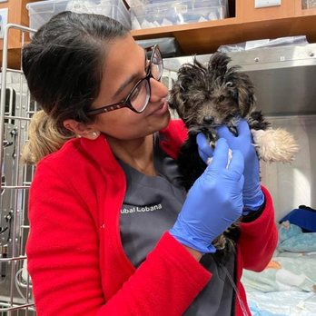 VEG ER for Pets - Dr. Lobana sending Bella home! - Emergency Pet Hospital Near Me - Clifton, New Jersey VEG ER for Pets - Dr. Lobana sending Bella home! - Emergency Pet Hospital Near Me - Clifton, New Jersey