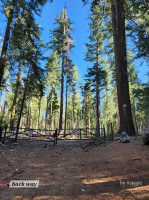 Mariposa Grove by null