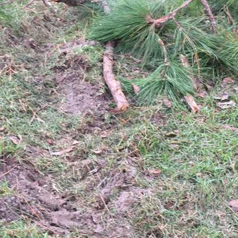 E & D Tree Service - Tree Services Near Me