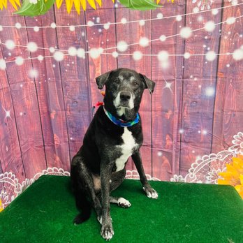 Petropolis - Selfie time! - Pet Sitting Near Me - Chesterfield, Missouri Petropolis - Selfie time! - Pet Sitting Near Me - Chesterfield, Missouri