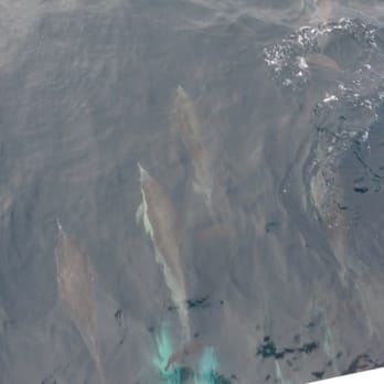 Harbor Breeze - Dolphins! Dolphins! Dolphins! - Boat Charters Near Me - Long Beach, California Harbor Breeze - Dolphins! Dolphins! Dolphins! - Boat Charters Near Me - Long Beach, California