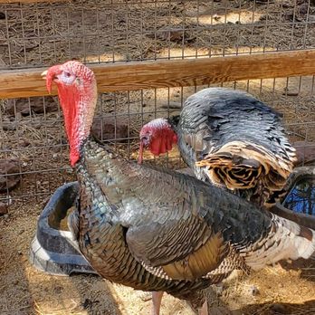 Bearizona - Zoos Near Me - Williams, Arizona