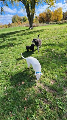 Doggy Daycare and Boarding Services - Have an upcoming trip or last minute work trip and don't know where to turn with last minute pet sitting needs? NO ISSUES! We offer doggy daycare and boarding services! No matter how long the trip, we will make sure to take care of your fur baby!
We do expect all our fur babies to stay healthy and happy so we do ask all dogs are updated on their vaccinations and Bordetella! We will need copies of updated records. If they are not up to date, we can not care or have your pup stay with us at our facility, and trust me we have plenty of outside time, walking time and MOST IMPORTANT play time!
Call us today to schedule your boarding or doggy daycare service today! Doggy Daycare and Boarding Services - Have an upcoming trip or last minute work trip and don't know where to turn with last minute pet sitting needs? NO ISSUES! We offer doggy daycare and boarding services! No matter how long the trip, we will make sure to take care of your fur baby!
We do expect all our fur babies to stay healthy and happy so we do ask all dogs are updated on their vaccinations and Bordetella! We will need copies of updated records. If they are not up to date, we can not care or have your pup stay with us at our facility, and trust me we have plenty of outside time, walking time and MOST IMPORTANT play time!
Call us today to schedule your boarding or doggy daycare service today!
