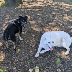 Alton Baker Dog Park - Making friends at the park