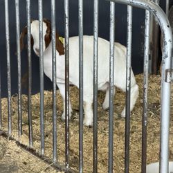 Iowa State Fair - Goat