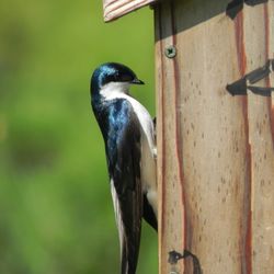 Leopold's Preserve - Tree swallow at Leopold's Preserve
