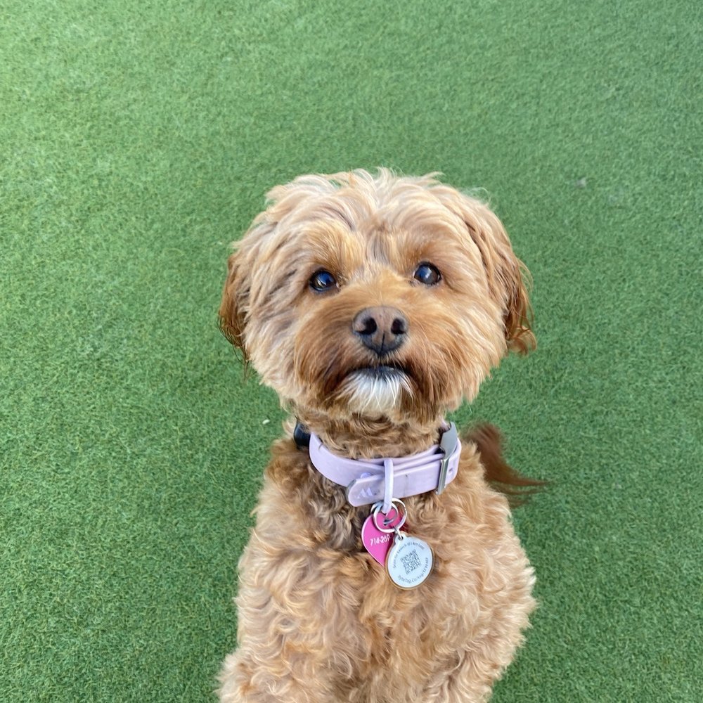 Bark City - Pawfection! - Pet Boarding Near Me - Huntington Beach, California