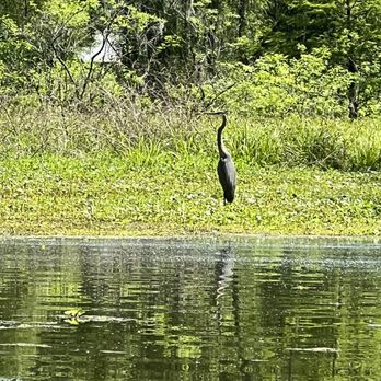Louisiana Tours - Blue Heron - Boat Tours Near Me - Breaux Bridge, Louisiana