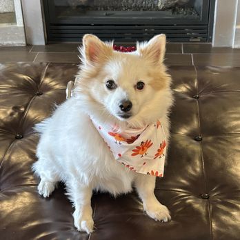 On Command - Pet Sitting Near Me - Reno, Nevada
