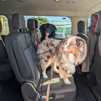 Doggy Duber - My Pups excited to go in the Van! - Pet Transportation Near Me - Norco, California