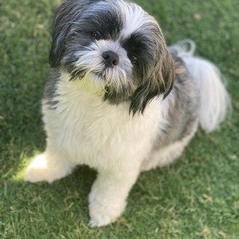 Sugars Grooming - Pet Groomers Near Me - Fort Mohave, Arizona