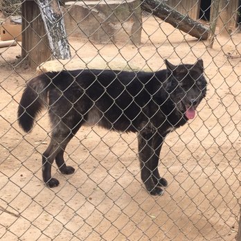Tiger World - A member of the wolf pack - Zoos Near Me - Rockwell, North Carolina