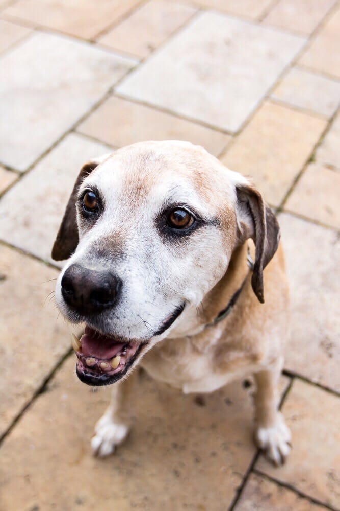 Carolina Animal Hospital of Creedmoor Image