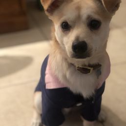 Emerson, Corgi Pomeranian mix Emerson, Corgi Pomeranian mix