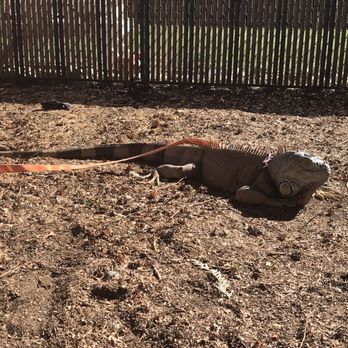 Curious Critters by Casai - Petting Zoos Near Me