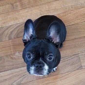NorthCalFrenchies - Pet Breeders Near Me