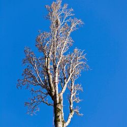 S & L Tree Service & Stump Grinding - Big Tree Removal New Orleans | Free Estimate (504) 495-1055