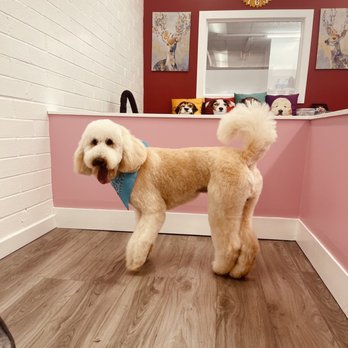 Tiffany's Pet Groom - Pet Groomers Near Me - Pasadena, California Tiffany's Pet Groom - Pet Groomers Near Me - Pasadena, California