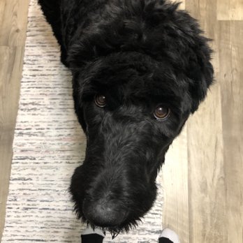 The Dog Zone - Pet Groomers Near Me - Sandy, Utah