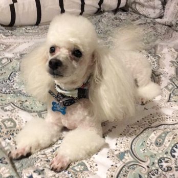 Hot Dog Grooming - Pet Groomers Near Me - Houston, Texas Hot Dog Grooming - Pet Groomers Near Me - Houston, Texas