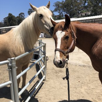Rising Strides - Spirit and Bella spending time together! - Horseback Riding Near Me - Lake Forest, California Rising Strides - Spirit and Bella spending time together! - Horseback Riding Near Me - Lake Forest, California