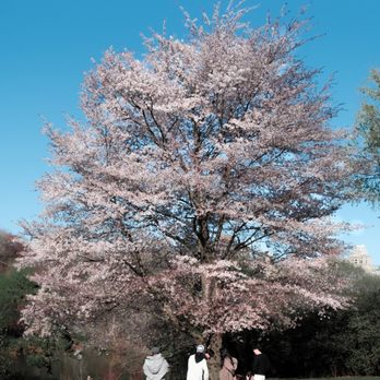Central Park - Parks Near Me - New York, New York Central Park - Parks Near Me - New York, New York