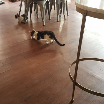 Pounce Cat Cafe - Pet Adoption Near Me - Charleston, South Carolina Pounce Cat Cafe - Pet Adoption Near Me - Charleston, South Carolina