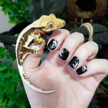 Salon Essentials - Gecko nail art - Hair Salons Near Me - Manhattan, Kansas Salon Essentials - Gecko nail art - Hair Salons Near Me - Manhattan, Kansas