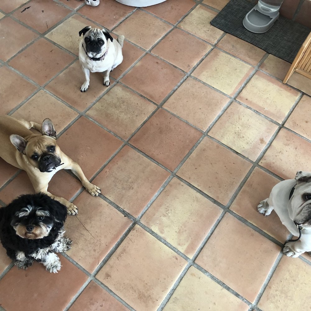 Cactus Paws - All the dogs happy to have a new friend - Dog Walkers Near Me