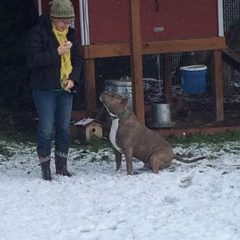 Lake Stevens K9 Academy - Pet Sitting Near Me - Lake Stevens, Washington Lake Stevens K9 Academy - Pet Sitting Near Me - Lake Stevens, Washington