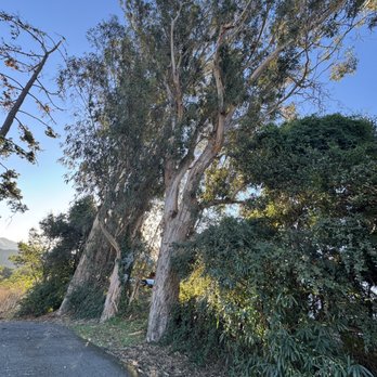Julian Tree Care - Tree Services Near Me Julian Tree Care - Tree Services Near Me