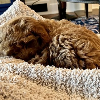 Crockett Doodles - Nap time for Champy. - Pet Training Near Me - Greenville, South Carolina