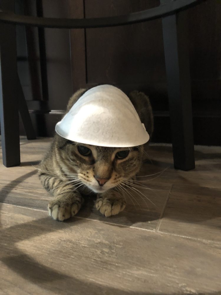 MEDFIELD ANIMAL SHELTER 101 Old Bridge St, Medfield, Massachusetts