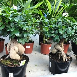 Moens Garden Center