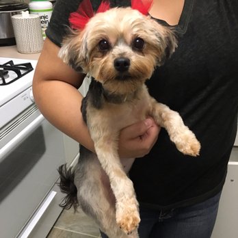 Classy Clips Pet Grooming - Lexie looking so cute! Wife and I loved the cut!!! - Pet Groomers Near Me Classy Clips Pet Grooming - Lexie looking so cute! Wife and I loved the cut!!! - Pet Groomers Near Me