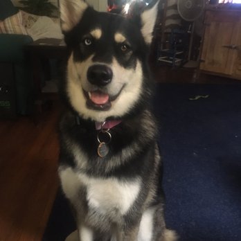 Bond Vet - Capitol Hill - Veterinarians Near Me - Washington, DC, District of Columbia