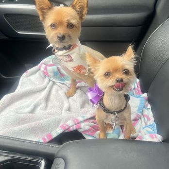Pampered Pet Grooming - After grooming - Pet Groomers Near Me - Fresno, California Pampered Pet Grooming - After grooming - Pet Groomers Near Me - Fresno, California