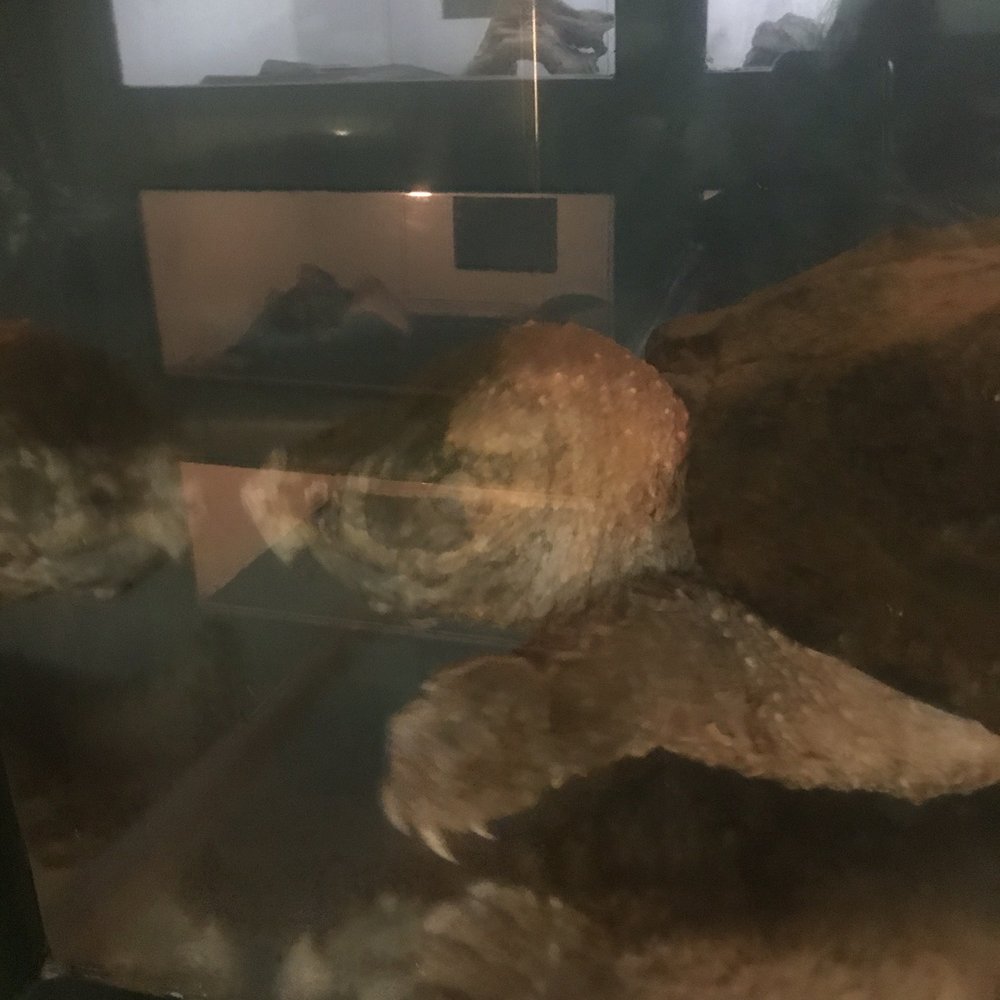 Alligator Snapping Turtle that is being sponsored by Steve and Terri Irwin from the Australia Zoo. Alligator Snapping Turtle that is being sponsored by Steve and Terri Irwin from the Australia Zoo.