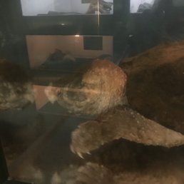 Alligator Snapping Turtle that is being sponsored by Steve and Terri Irwin from the Australia Zoo.