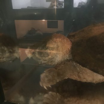 Luray Zoo - Alligator Snapping Turtle that is being sponsored by Steve and Terri Irwin from the Australia Zoo. - Zoos Near Me - Luray, Virginia