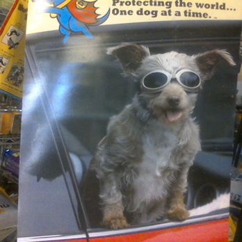 Canine Palace - We have Doggles! - Pet Stores Near Me - Savannah, Georgia Canine Palace - We have Doggles! - Pet Stores Near Me - Savannah, Georgia