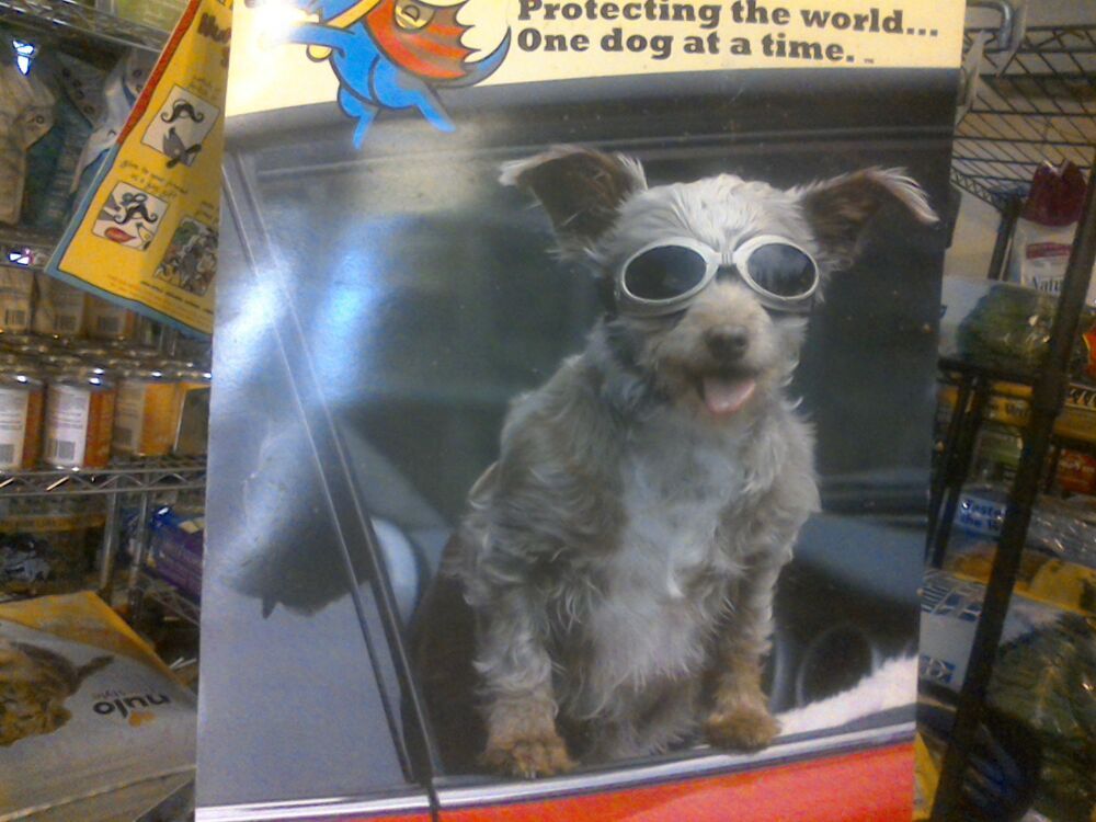 Canine Palace Image