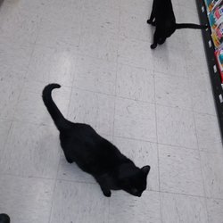 Blackwinds Pet Supplies