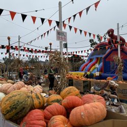 Emerald Forest Christmas Trees & Great Pumpkin Patch