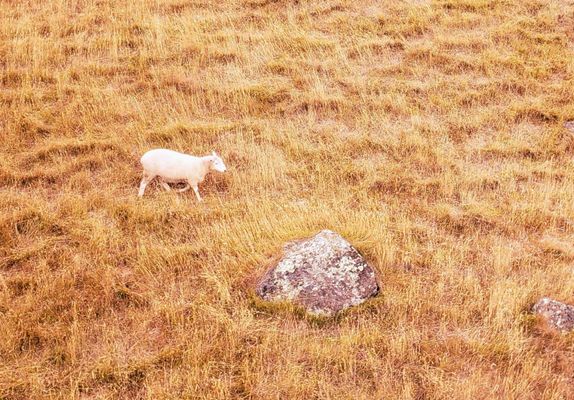 Christchurch Gondola by null