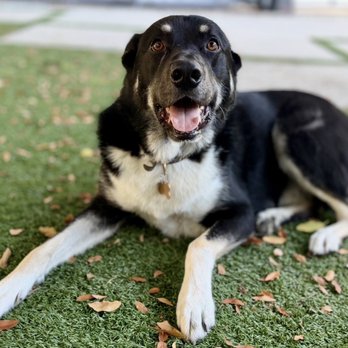 Valley Pet Sitting - Dog Walkers Near Me - Los Angeles, California Valley Pet Sitting - Dog Walkers Near Me - Los Angeles, California
