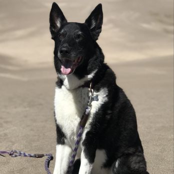Austin Dog Rescue - Animal Shelters Near Me